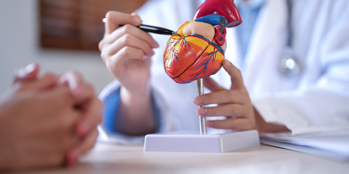 Cardiologist using a heart model to explain cardiovascular disease.