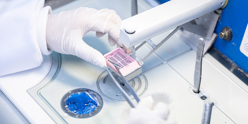 Histology technician preparing a tissue sample block for sectioning.