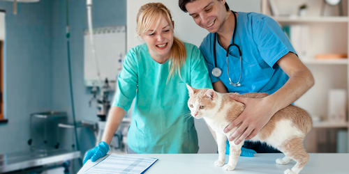 Veterinary assistants gently restraining a cat on an exam table.